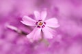 Macro pink flower