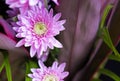 Macro of pink flower aster, part of bouquet 2