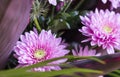 Macro of pink flower aster, part of bouquet 1