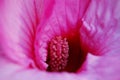 Macro pink flower center of hibiscus Royalty Free Stock Photo