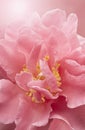 Macro Pink Flower Royalty Free Stock Photo