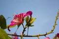 Macro pink flower, Gaysorn flower, Blue sky, Ant, Royalty Free Stock Photo