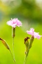 Macro of a pink flower