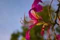 Macro pink flower, Gaysorn flower, Blue sky, Ant, Royalty Free Stock Photo