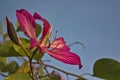 Macro pink flower, Gaysorn flower, Blue sky, Ant, Royalty Free Stock Photo