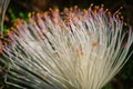 Macro of pink flowers carpel nature soft focus closeup blur background