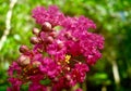 Macro of pink flowers on a Crape Myrtle tree Royalty Free Stock Photo