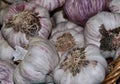 Fresh whole garlic tubers in pink shell