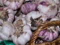 Fresh whole garlic tubers in pink shell