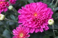 Macro of pink garden mums growing in the fall Royalty Free Stock Photo