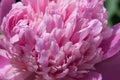 Peony flower