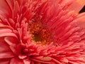 Macro Pink Gerber Daisy Royalty Free Stock Photo