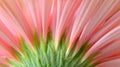 Macro Pink Gerbera Daisy 3 Royalty Free Stock Photo