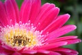 Macro of a pink gerbera at the lower left hand corner Royalty Free Stock Photo