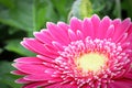 Macro of a pink gerbera at the lower right hand corner Royalty Free Stock Photo