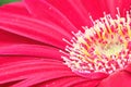 Macro of a pink gerbera at the lower right hand corner Royalty Free Stock Photo