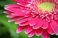 Macro of a pink gerbera at the top right hand corner Royalty Free Stock Photo