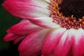 Macro of a pink gerbera upper right hand corner Royalty Free Stock Photo