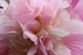 Macro of a pink Hibiscus mutabilis flower Royalty Free Stock Photo