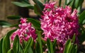 Macro of pink Hyacinthus orientalis common hyacinth, garden or Dutch hyacinth in Public landscape city park Krasnodar or Galitsk