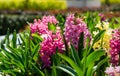 Macro of pink Hyacinthus orientalis common hyacinth, garden or Dutch hyacinth in Public landscape city park Krasnodar or Galitsk