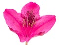 Macro of a pink isolated Rhododendron flower blossom