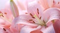 macro pink lillies