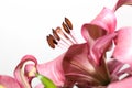 Macro pink lily