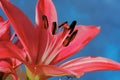 Macro pink lily flower close up Royalty Free Stock Photo