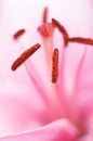 Macro pink lily pistils