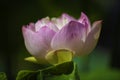 A macro pink lotus flower in closeup Royalty Free Stock Photo