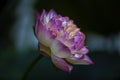 A macro pink lotus flower in closeup Royalty Free Stock Photo