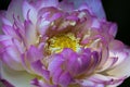 A macro pink lotus flower in closeup Royalty Free Stock Photo
