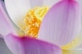 Macro of Pink lotus flower Royalty Free Stock Photo