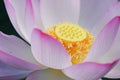 Macro of Pink lotus flower Royalty Free Stock Photo