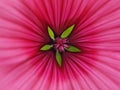 Macro of a pink hollyhock flower