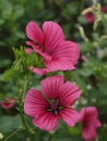 Macro of pink hollyhock flowers