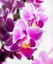 Macro pink orchid flower. background with purple flowers Royalty Free Stock Photo