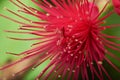 Macro of pink perote flower Royalty Free Stock Photo
