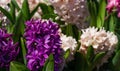 Macro of pink and purple Hyacinthus orientalis common hyacinth, garden or Dutch hyacinth in Public landscape city park Royalty Free Stock Photo