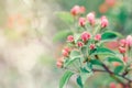 Macro of pink red small wild apple cherry buds on tree branches with light green leaves.