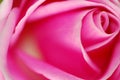 Macro pink rose