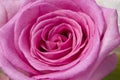 Macro pink Rose Royalty Free Stock Photo