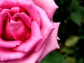 Macro of Pink Rose Flower, Folds and Layers of Rose Royalty Free Stock Photo
