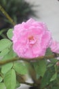 Macro, a pink rose flower in the morning in front of our classs Royalty Free Stock Photo