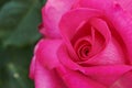 Close up color picture of pink rose with the name: Parole