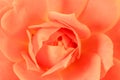 Macro Pink Rose Pedals Royalty Free Stock Photo