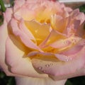 Macro pink rose with water drops Royalty Free Stock Photo