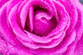 Macro of pink rose with water drops Royalty Free Stock Photo