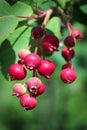 Macro of pink saskatoon berries on a branch